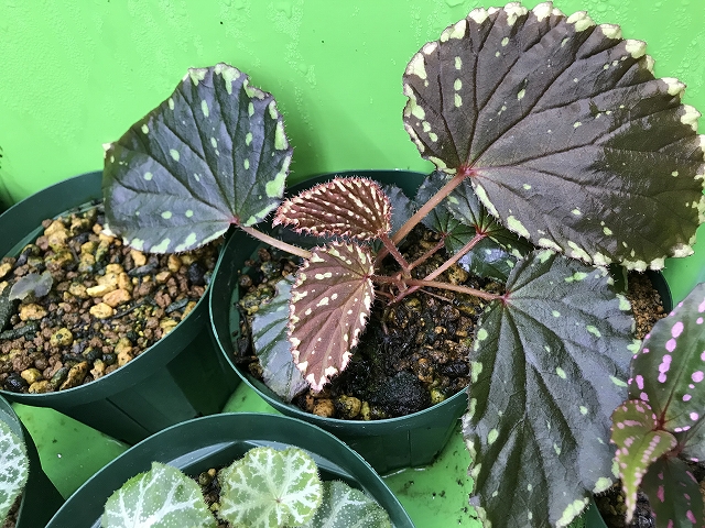 ベゴニア Begonia beccarii Bau Sarawak – 熱帯植物.com